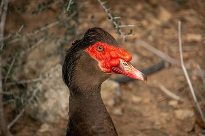Close-up of a bird