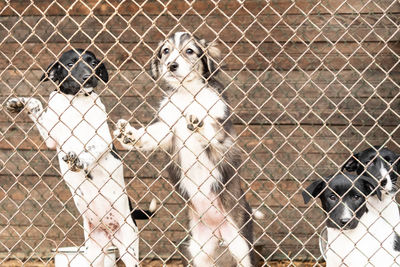 Portrait of dog seen through chainlink fence