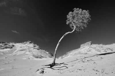 Snow covered tree on field against mountain