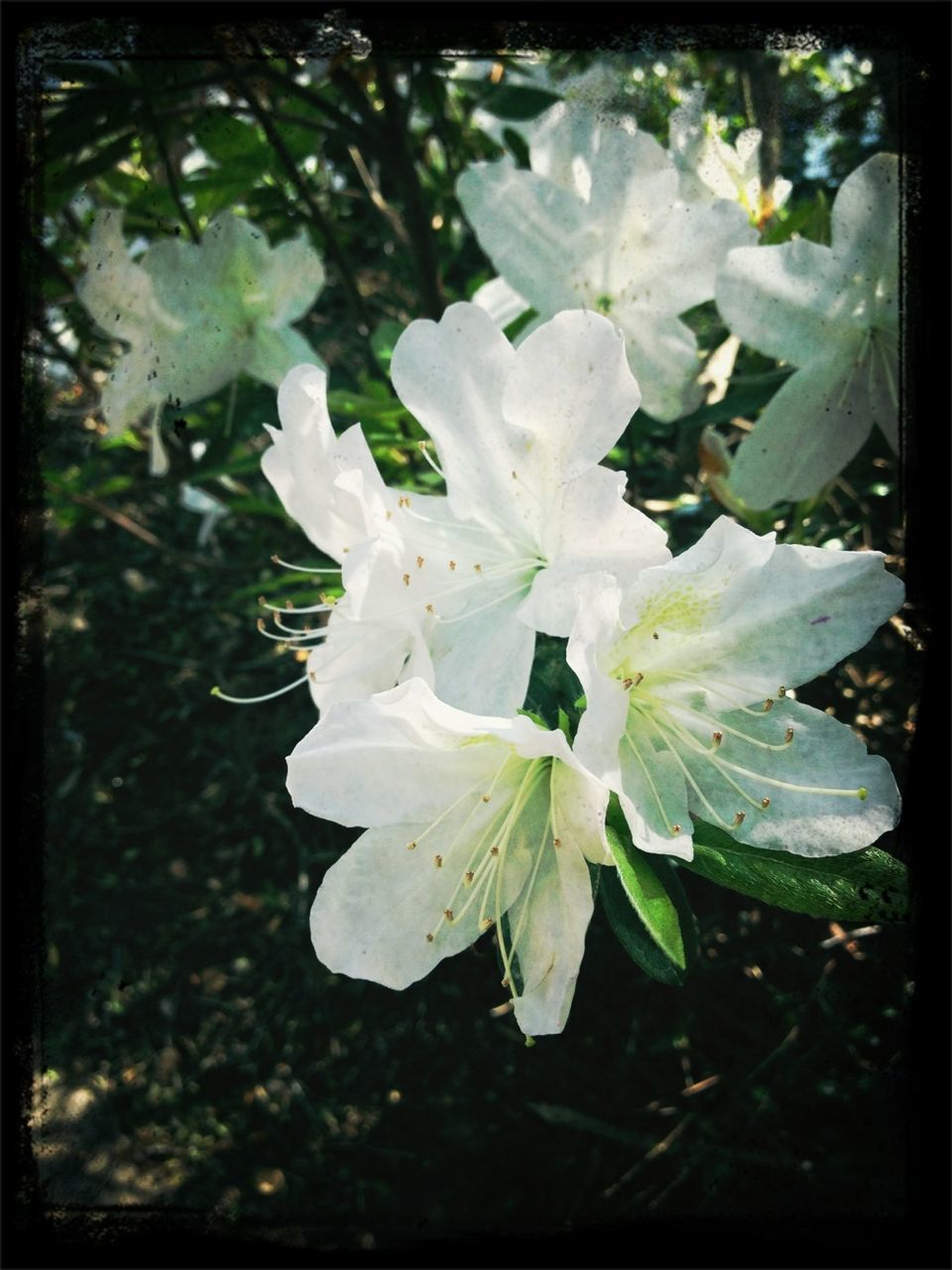 transfer print, flower, growth, freshness, fragility, auto post production filter, leaf, plant, petal, close-up, white color, beauty in nature, nature, flower head, focus on foreground, blooming, high angle view, day, in bloom, outdoors