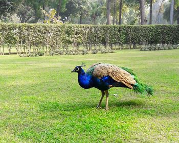 Side view of a peacock on field