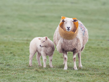 Sheep standing on field