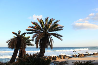 Palm trees on beach against sky