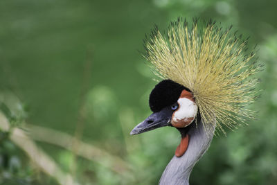 Close-up of grey crowned crane