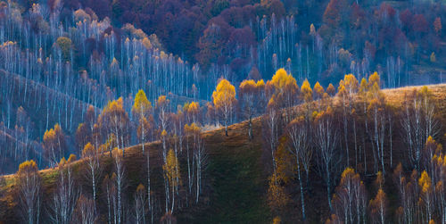 Pine trees in forest during autumn