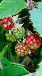 Close-up of cherries on plant