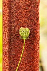 Close-up of green leaf