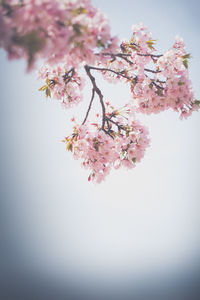 Low angle view of cherry blossoms against sky