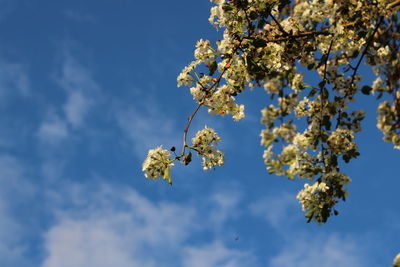 Low angle view of cherry blossoms against sky