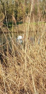 High angle view of bird on field