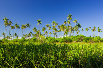 Scenic view of green field against clear blue sky