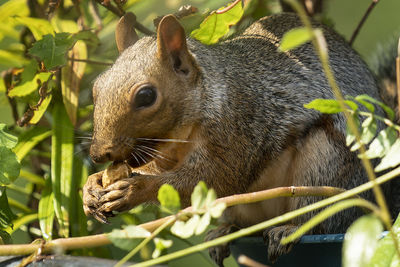 A Squirrel