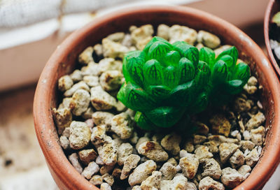 High angle view of potted plant in bowl