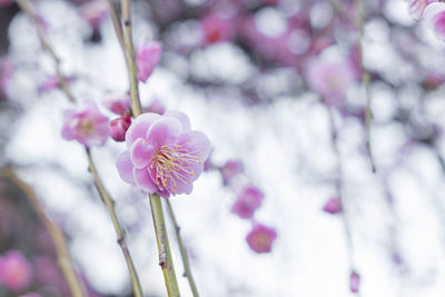 Close-up of pink cherry blossoms