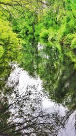 Reflection of trees in water