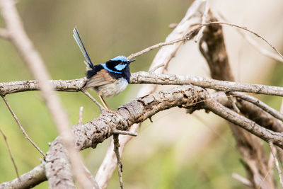 Close-up of bird perching on branch