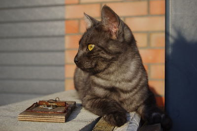 Close-up of a cat looking away