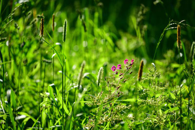 Close-up of butterfly on purple flower