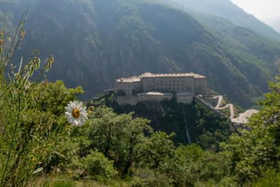 High angle view of flowering plants and mountains