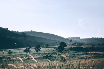 Scenic view of field against clear sky