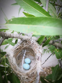 Close-up of bird nest