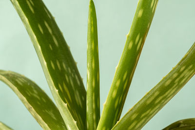 Close-up of succulent plant