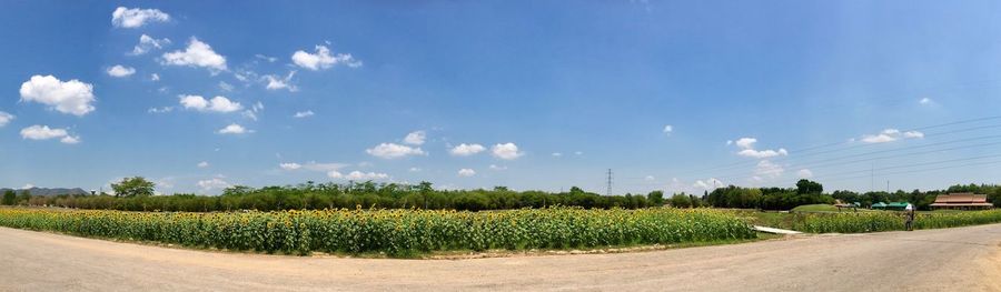 Scenic view of agricultural field against sky