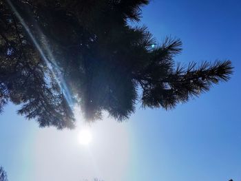 Low angle view of trees against blue sky