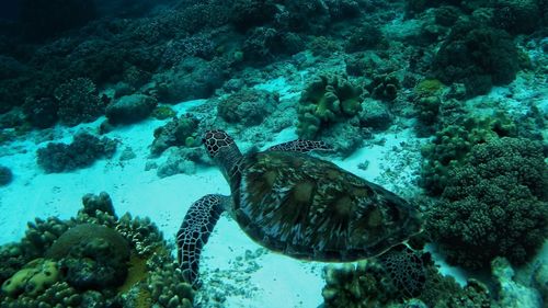 Close-up of coral swimming in sea