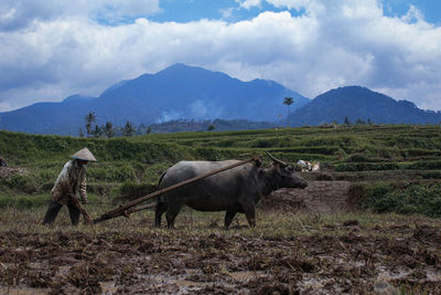 Work on the fields using buffalo