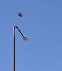 Low angle view of bird flying against blue sky