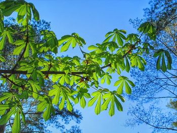 Low angle view of trees against blue sky