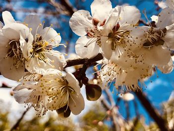 Close-up of white cherry blossom tree