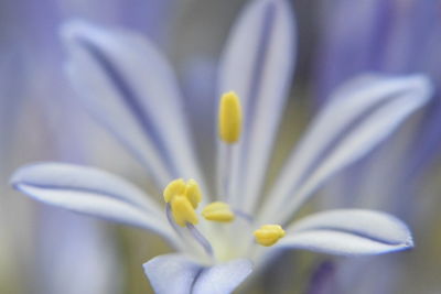 Close-up of white crocus flower