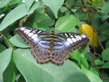 Close-up of butterfly on leaf