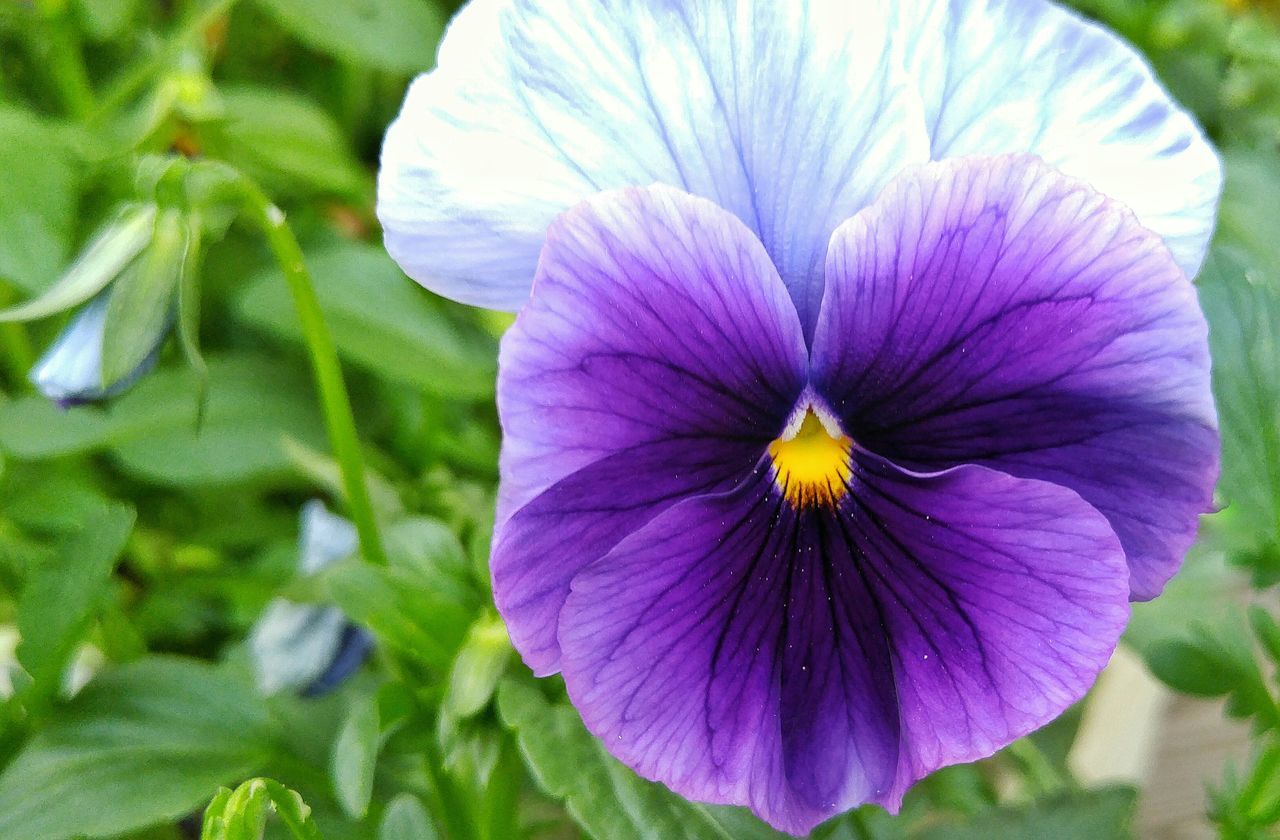 flower, petal, freshness, flower head, fragility, purple, growth, beauty in nature, single flower, close-up, blooming, nature, pollen, plant, stamen, focus on foreground, in bloom, leaf, blossom, park - man made space