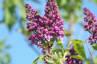 Close-up of pink flowering plant