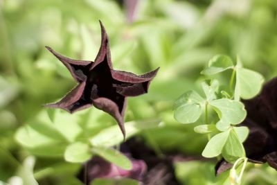 Close-up of green leaves on plant