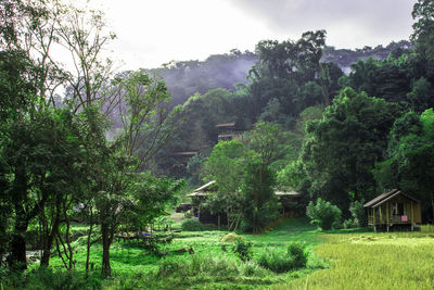 Trees and plants growing on land against sky