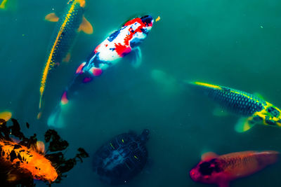 Fish swimming in sea