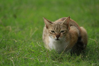 Portrait of a cat on grass