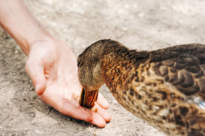 Cropped hand of person feeding duck