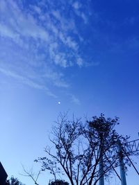 Low angle view of trees against blue sky