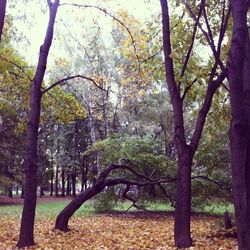 Trees in forest