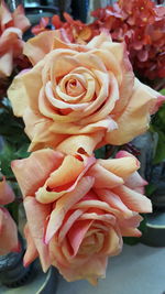 Close-up of rose