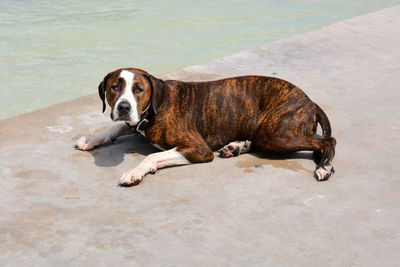 Portrait of dog sitting on shore