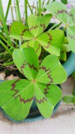 Close-up of leaves