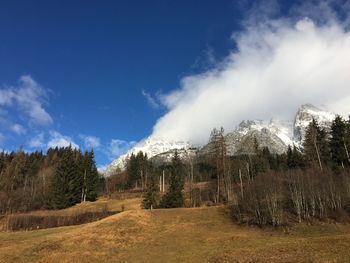 Panoramic shot of trees on field against sky