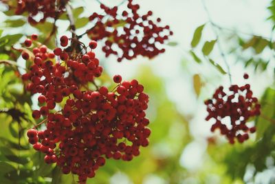 Close-up of berries growing on tree