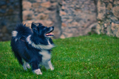 Dog running on grass